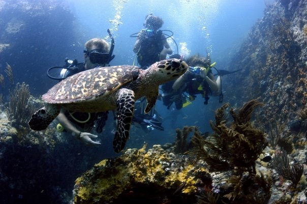 Enjoy diving with turtles with the best diving operators on Jost Van Dyke