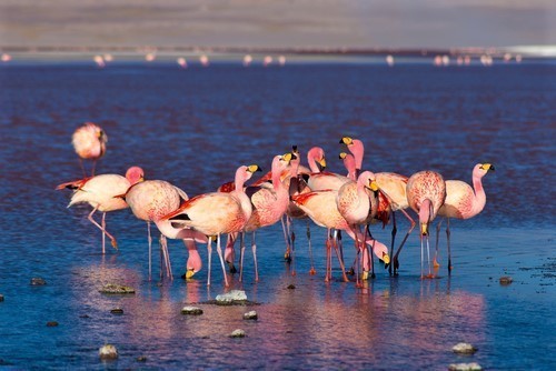 Flamingo pond Anegada British Virgin Islands