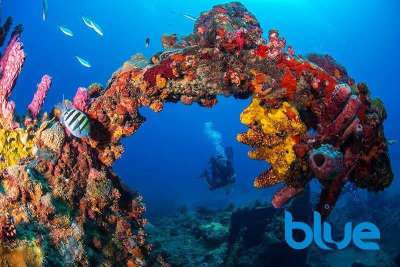 Enjoy scuba diving tours with Blue Water Divers