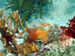 Best diving locations in the Virgin islands