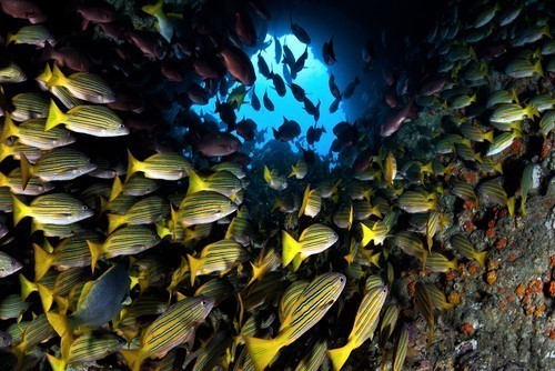 St.Thomas Diving