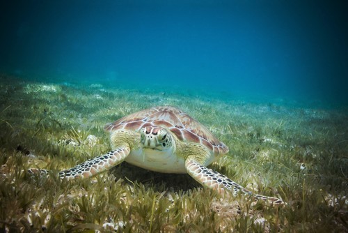 Jost Van Dyke Diving