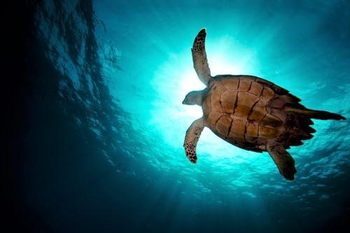 You can dive in the Virgin islands all year around