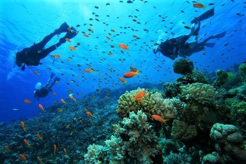 Coki divers offer various diving training on st Thomas Islands