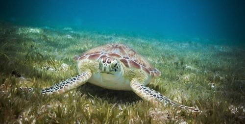 Coki divers offer diving courses to beginners and experienced divers on st. Thomas Island