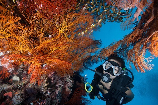 Diving in St Croix