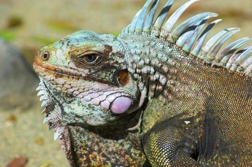 Iguana Virgin Islands the national park